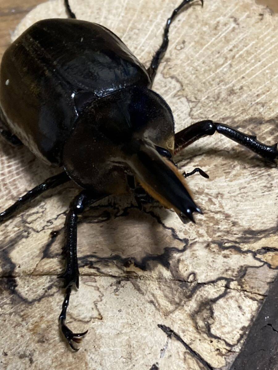 極太極短　即ブリ個体 メテオ血統　♂♀♀ 爆産セット！　ヘラクレスオオカブト　ヘラクレスオオカブトムシ　♂C68台形　♀C68 累代　CBF2_9