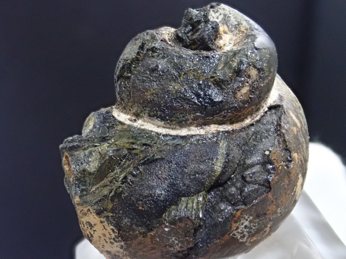 希少な巻き貝化石ver】ヴィヴィアナイト&ゲーサイトonシェルフォッシル