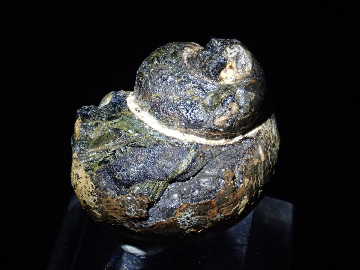 希少な巻き貝化石ver】ヴィヴィアナイト&ゲーサイトonシェルフォッシル