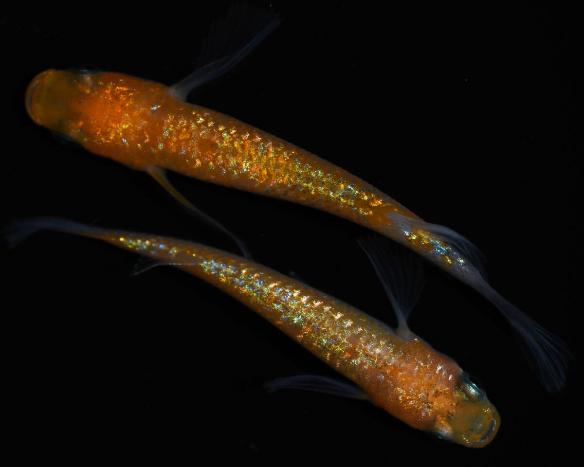 【メダカファーム九州】　明けの明星 ゴールドタイプ　上物1ペア　 №160_1
