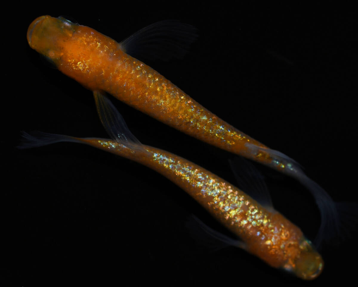 【メダカファーム九州】　明けの明星 ゴールドタイプ　上物1ペア　 №160_2