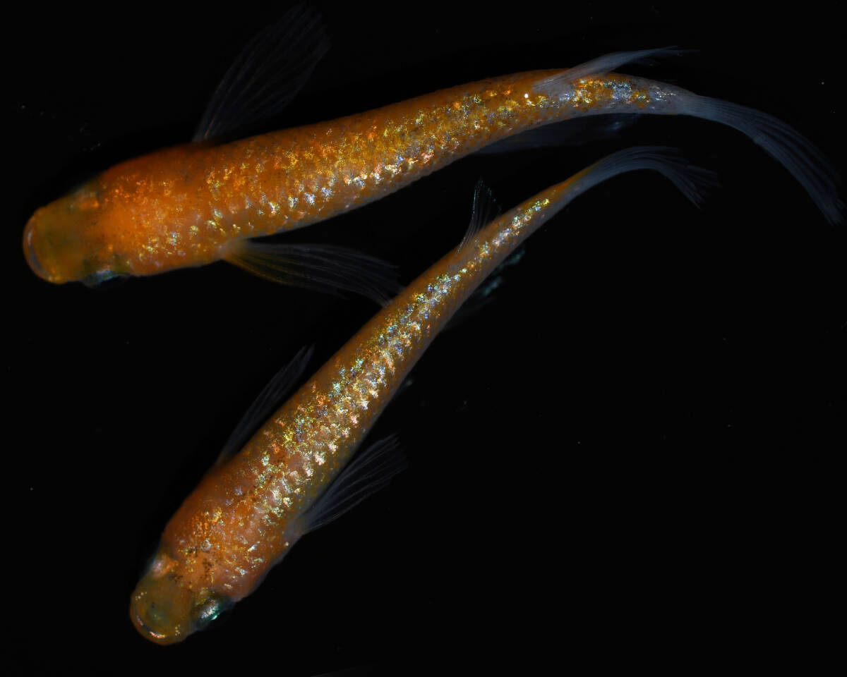 【メダカファーム九州】　明けの明星 ゴールドタイプ　上物1ペア　 №160_3