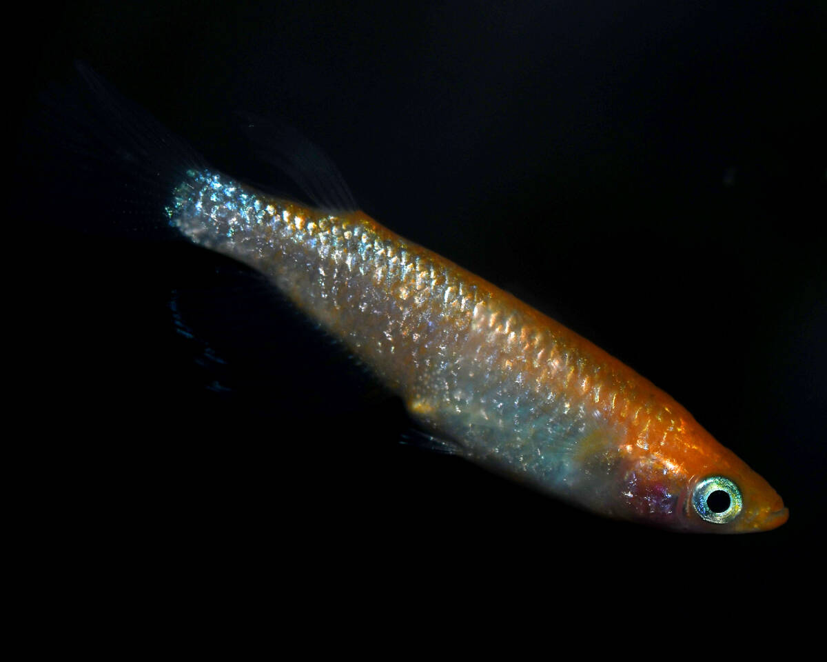 【メダカファーム九州】　明けの明星 ゴールドタイプ　上物1ペア　 №160_4