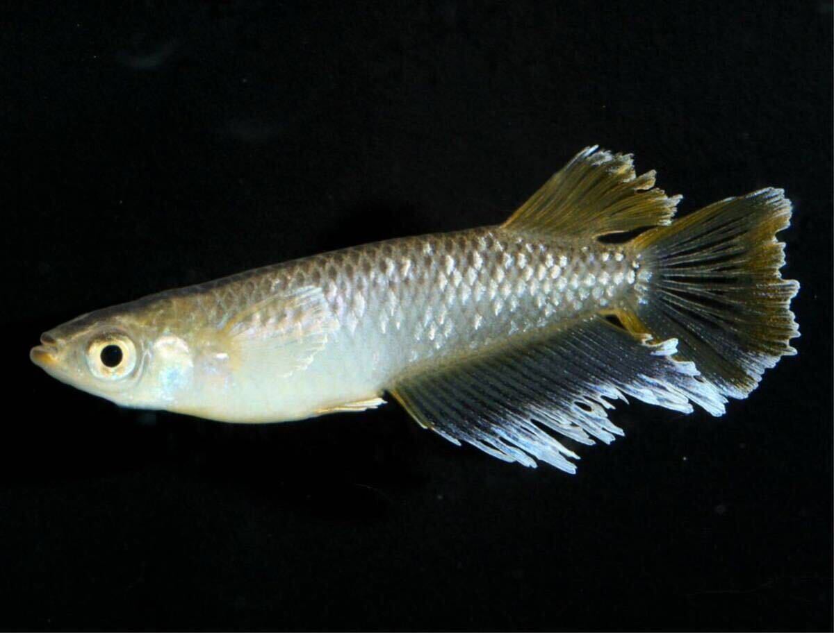 めだかファーム (フロマージュキッシングワイドフィン)稚魚10匹＋α※※※ミッドナイトフリル ハイビスカス スペード ネプチューン_1