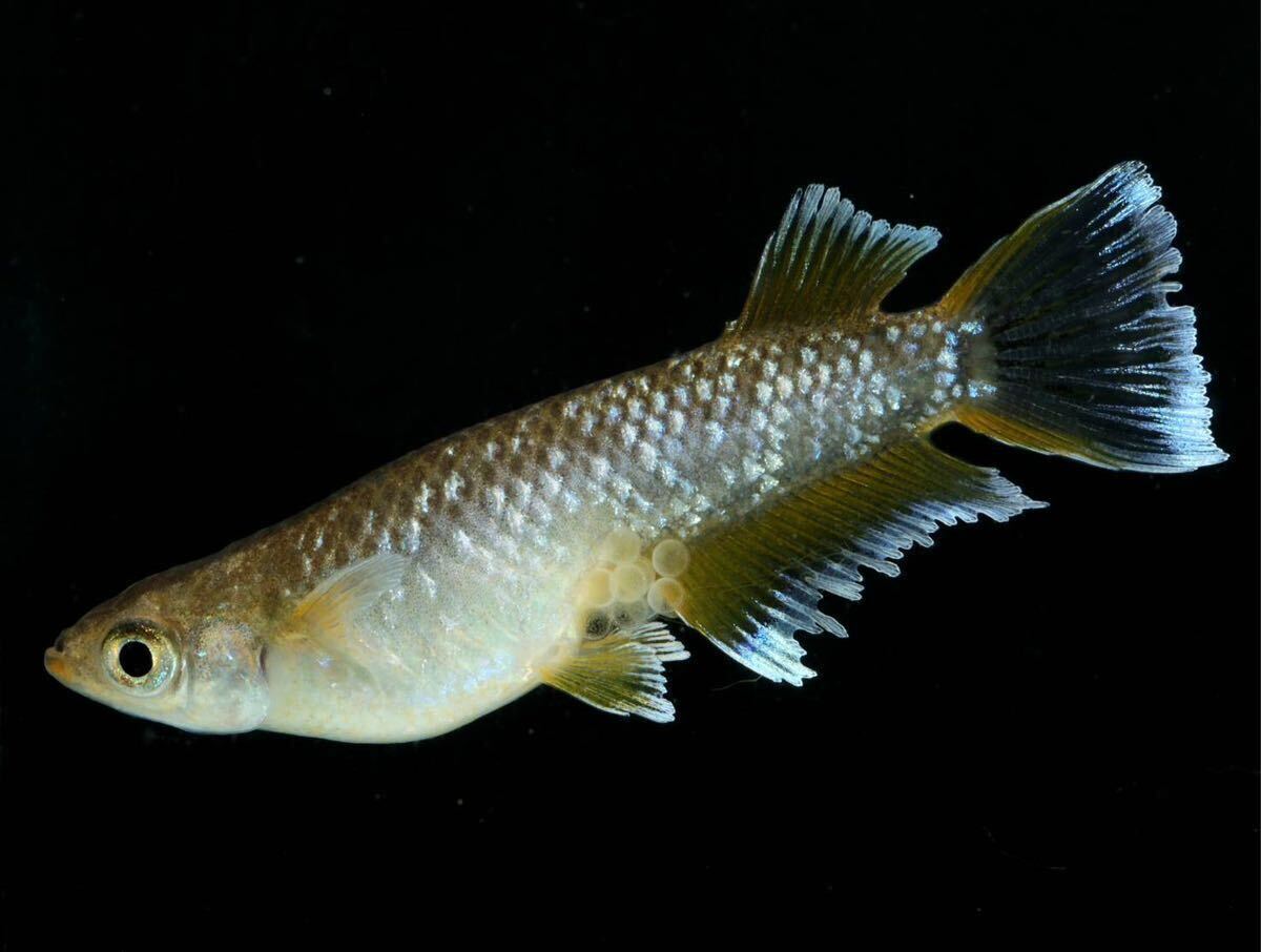 めだかファーム (フロマージュキッシングワイドフィン)稚魚10匹＋α※※※ミッドナイトフリル ハイビスカス スペード ネプチューン_2