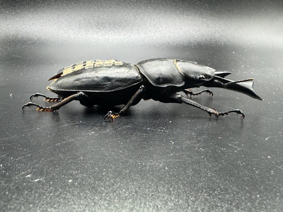 法人ストアESW】能勢YG オオクワガタ ペア ♂85.5mm ♀54.0mm 24年新 法人ストアESW】能勢YG オオクワガタ ペア ♂85.5mm ♀54.0mm 24年新