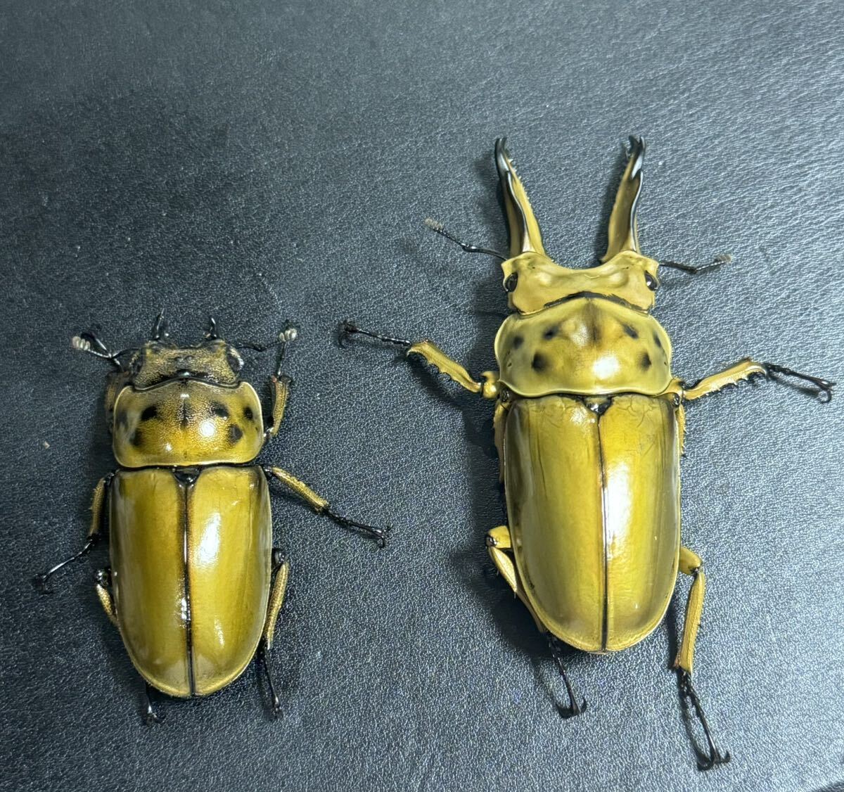 ババオウゴンオニクワガタ♂72.1mm♀49.4mm【訳あり】(外国産)｜売買