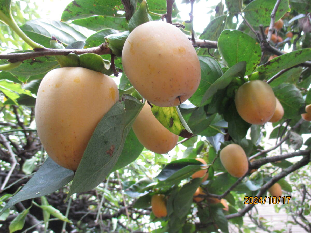 送料無料●即決●西条柿　渋柿５㎏弱　干柿用渋抜き用　10月２0日以降発送　１_1