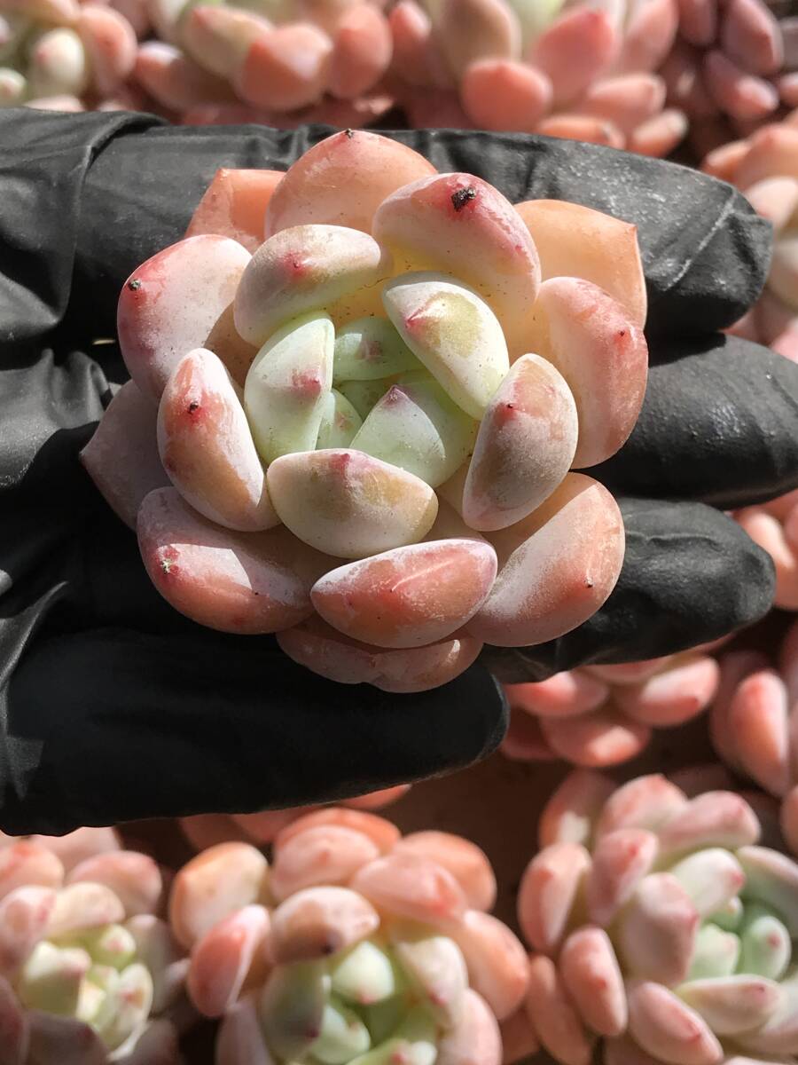 28株 N258-2 エケベリア 韓国苗 サボテン 多肉植物 スノーフレーク クリスプ 観葉植物 花 園芸 レア種 根付_1