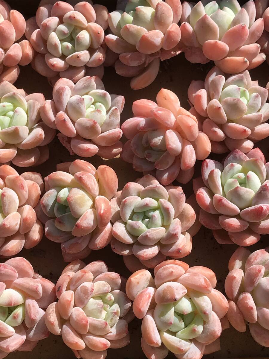 28株 N258-2 エケベリア 韓国苗 サボテン 多肉植物 スノーフレーク クリスプ 観葉植物 花 園芸 レア種 根付_2