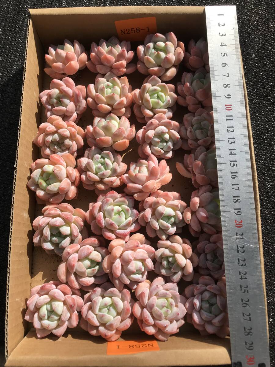 28株 N258-2 エケベリア 韓国苗 サボテン 多肉植物 スノーフレーク クリスプ 観葉植物 花 園芸 レア種 根付_4