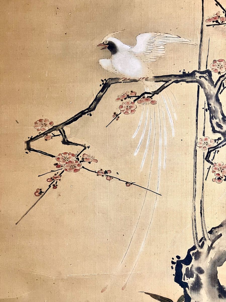 真作】【仙】清原雪信「紅梅尾長鳥之図」絹本 肉筆 合箱 春景 花鳥図