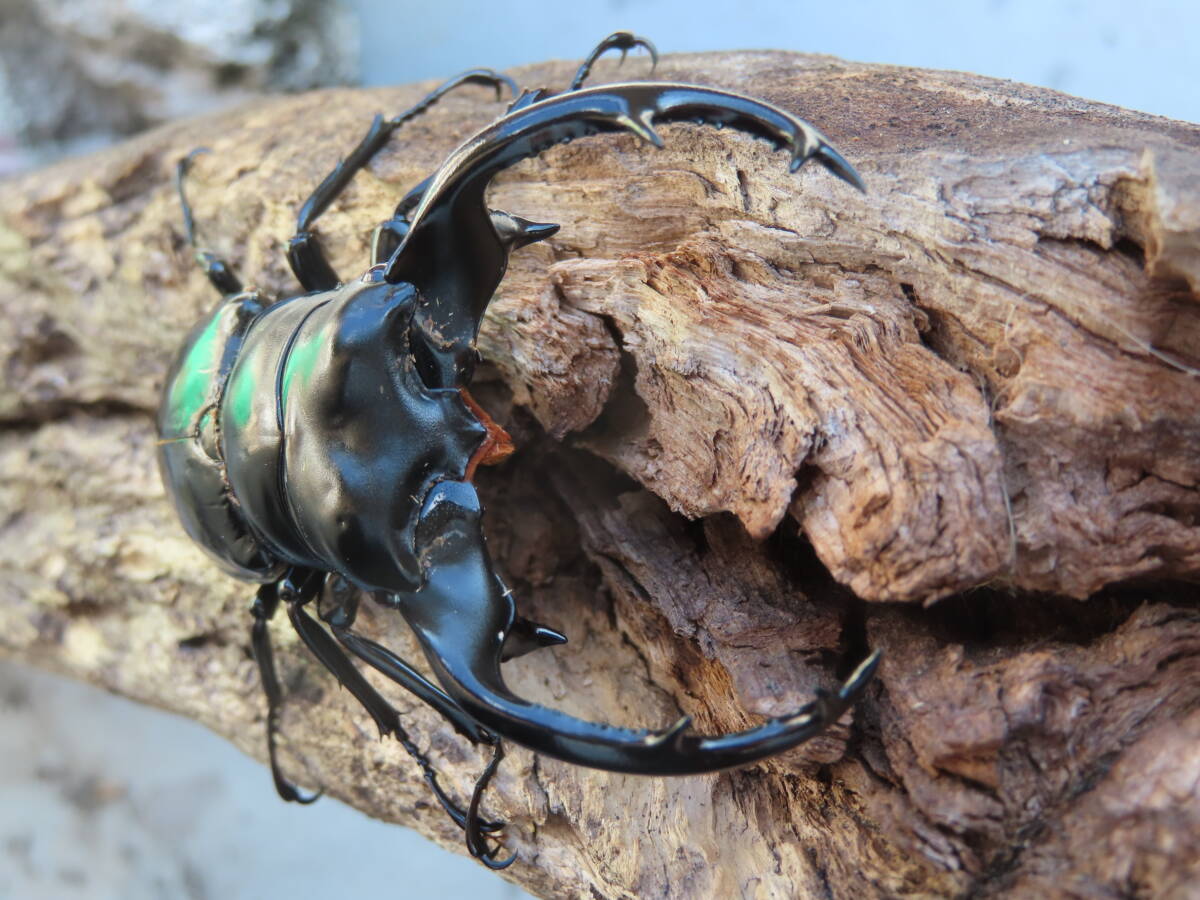 ウエストウッディ 原名亜種 ♂81mm♀45mm 美完品ペア(外国産