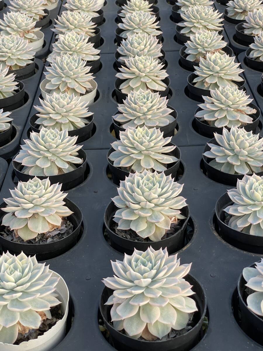 28株 Z444-1エケベリア 韓国苗 サボテン 多肉植物ピグニン錦 観葉植物