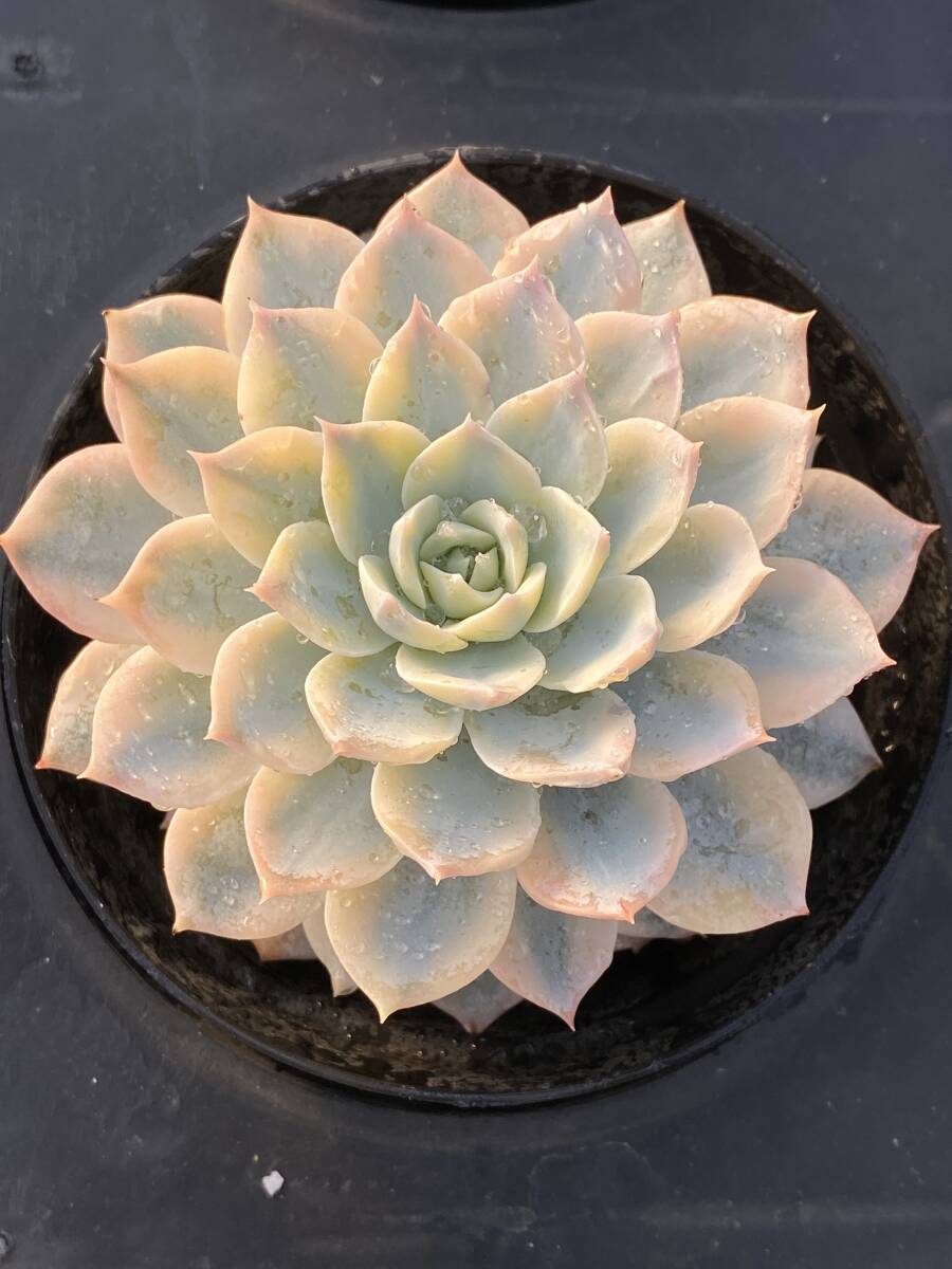 44株 E553-2 エケベリア 韓国苗 サボテン 多肉植物 玉鳳錦 観葉植物 花