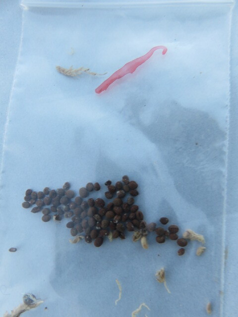 山野草　①　種子　★希少★　赤白絞り咲き　鳳仙花（ホウセンカ）　画像の種子全部の出品　　園芸品種ではありません_3