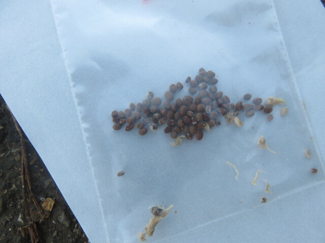 山野草　①　種子　★希少★　赤白絞り咲き　鳳仙花（ホウセンカ）　画像の種子全部の出品　　園芸品種ではありません_4