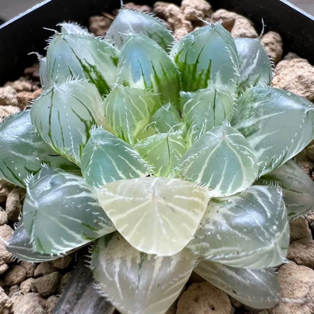 多肉植物 ハオルチア 氷魄オブツーサ錦 糊斑(サボテン)｜売買された