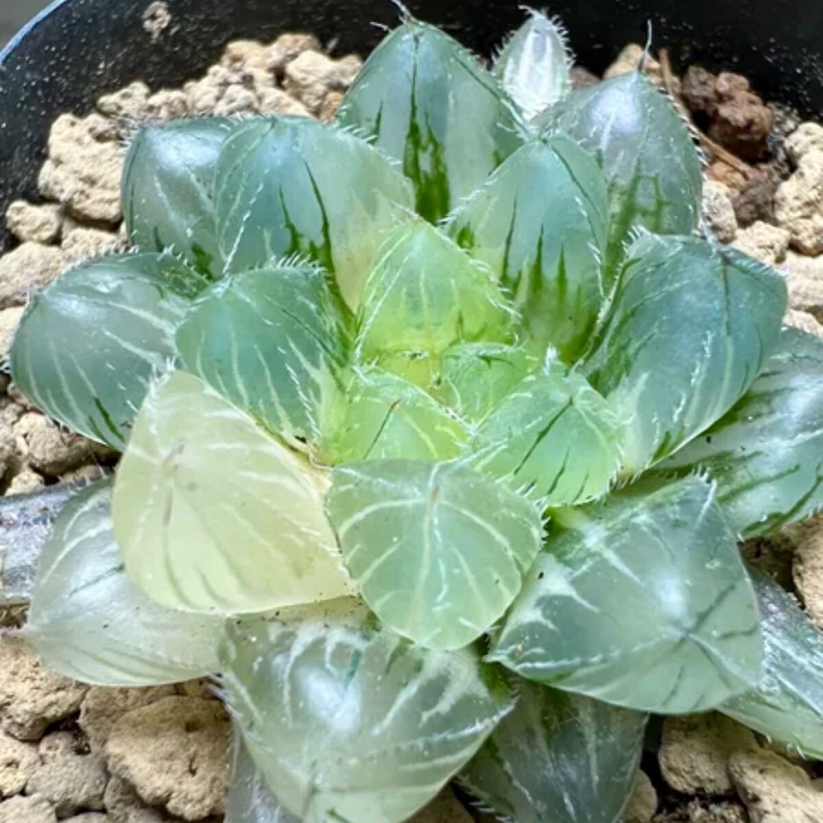 多肉植物 ハオルチア 氷魄オブツーサ錦 糊斑(サボテン)｜売買された