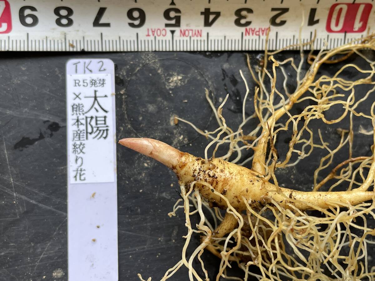TK2◇銘品【太陽】×【熊本産絞り花】◇交配ヤマシャクヤク実生3