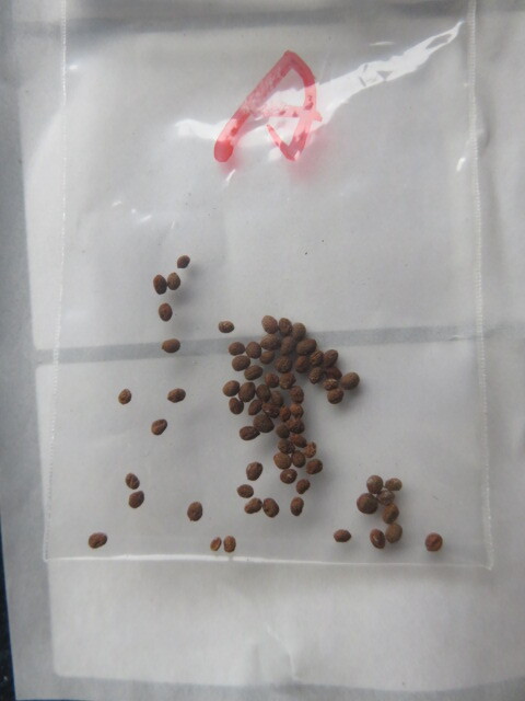 山野草　A　種子　★希少★　赤白絞り咲き　鳳仙花（ホウセンカ）　画像の種子全部の出品　　園芸品種ではありません_3