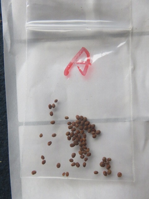 山野草　A　種子　★希少★　赤白絞り咲き　鳳仙花（ホウセンカ）　画像の種子全部の出品　　園芸品種ではありません_4