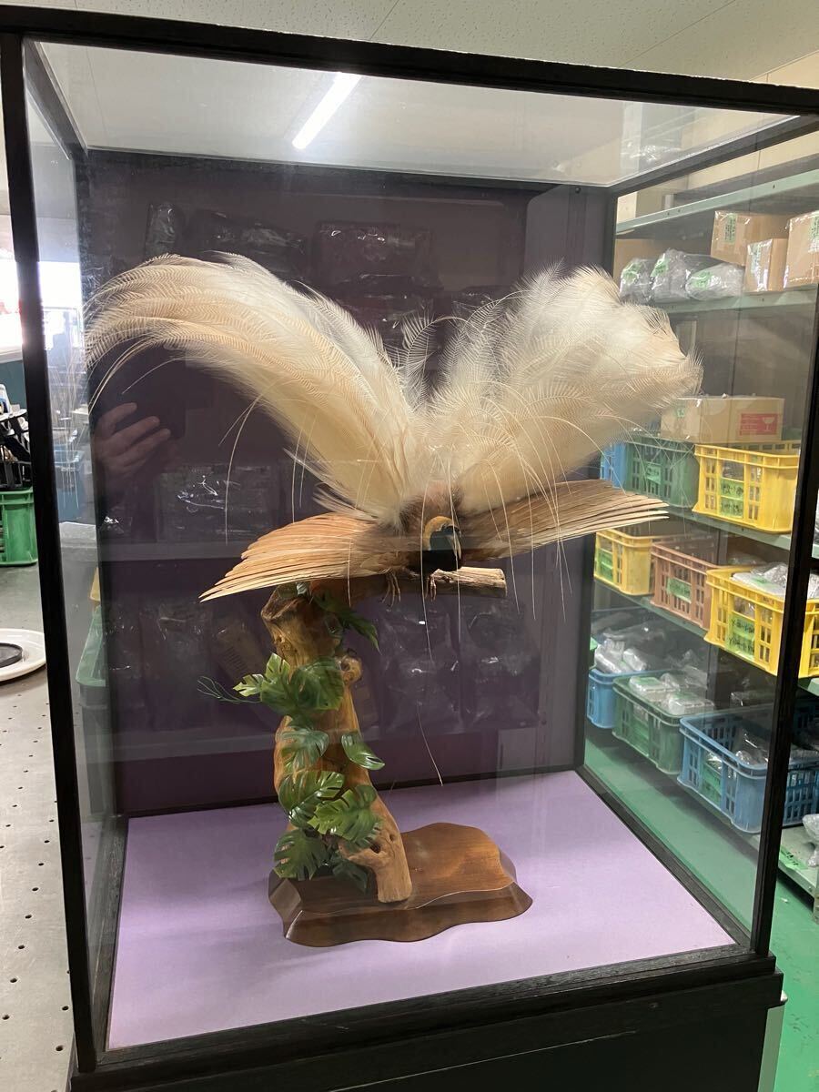 剥製 ガラスケース付き ガラスケース 金鶏鳥 置物 錦鶏鳥 - ガラス