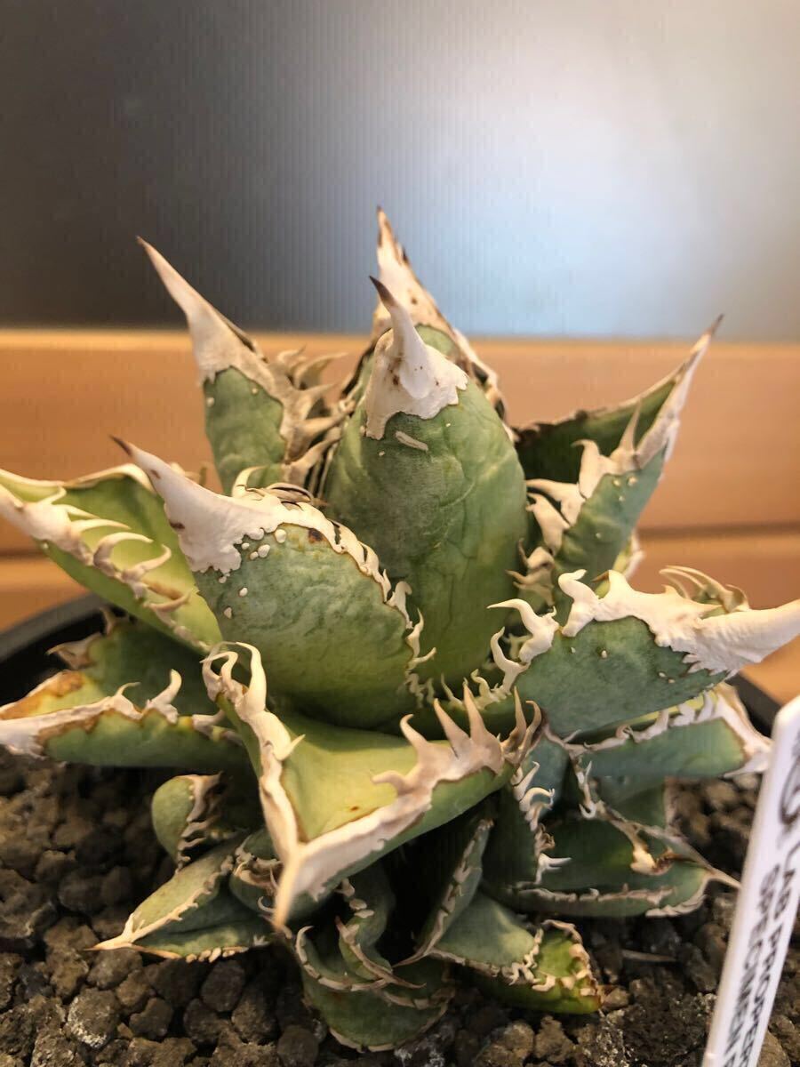 アガベ チタノタ 穿山甲 センザンコウ 子株 OC 特選 多肉植物(アガベ