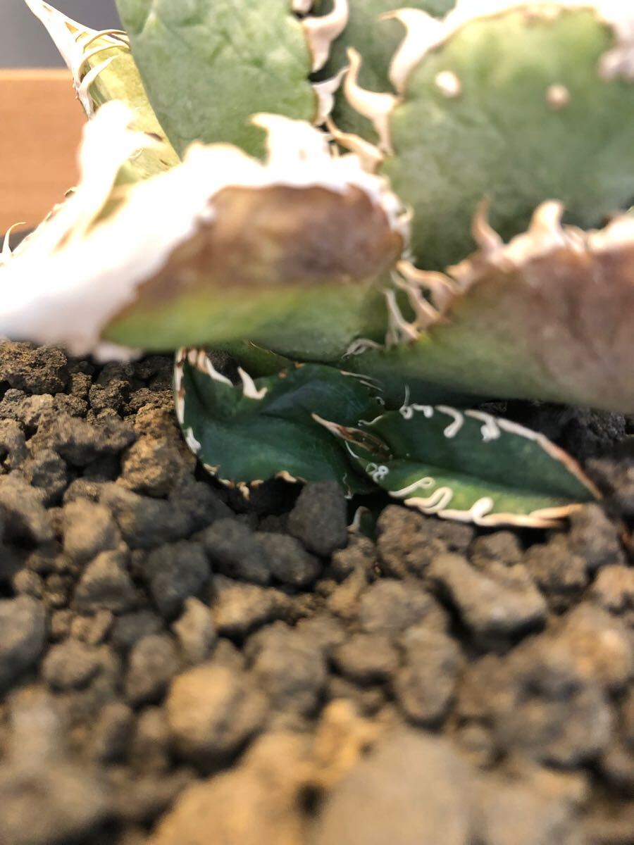 アガベ チタノタ 穿山甲 センザンコウ 子株 OC 特選 多肉植物(アガベ