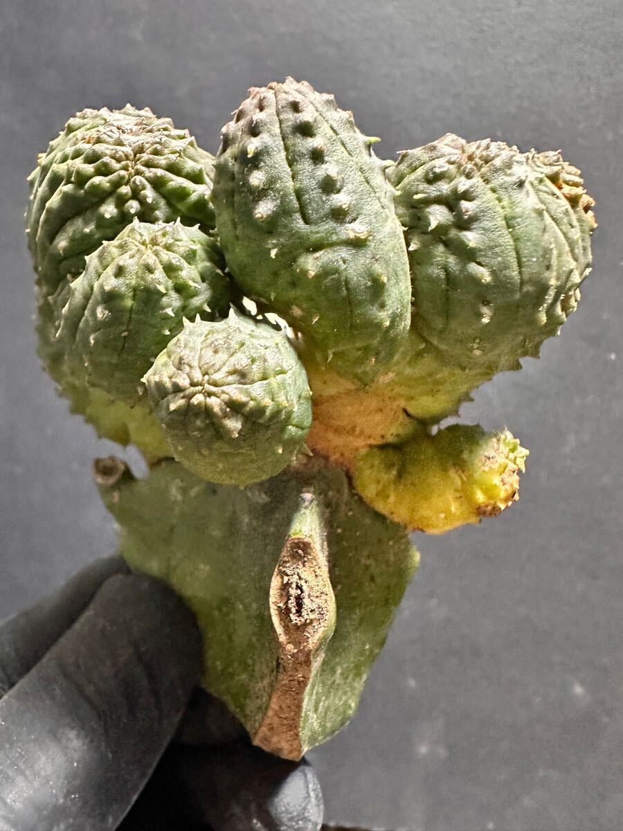 特選 Euphorbia obesa 綴化 子吹き ユーフォルビア オベサ 厳選株 特大