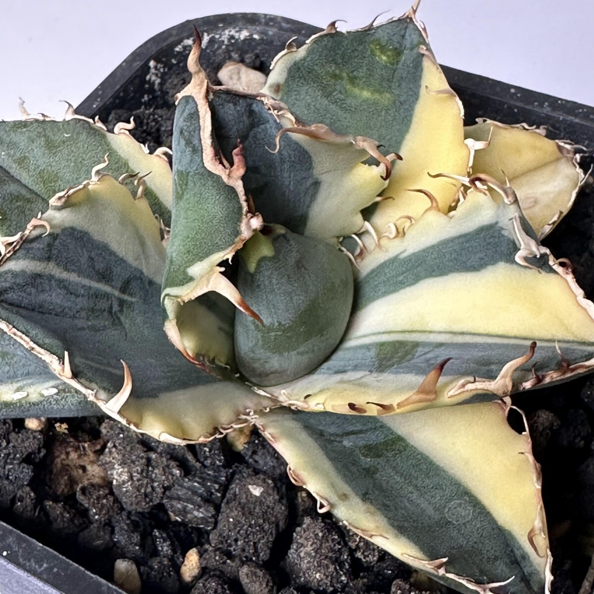 チタノタ 白鯨錦 覆輪斑 永久斑 - 極美株 アガベ 強棘 狂刺 メルカリ 「
