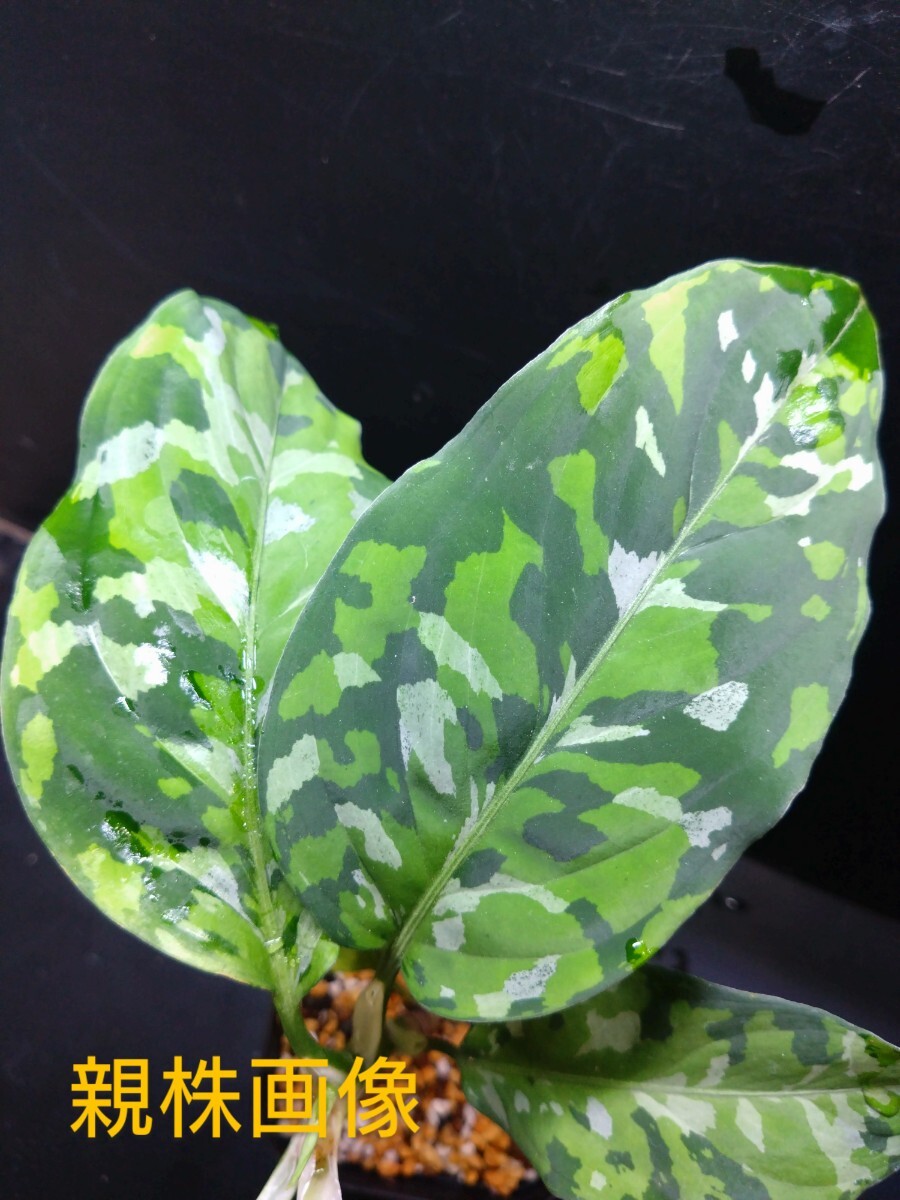 Aglaonema pictum Tricolor 園芸ルート株 アグラオネマ に興味をもって