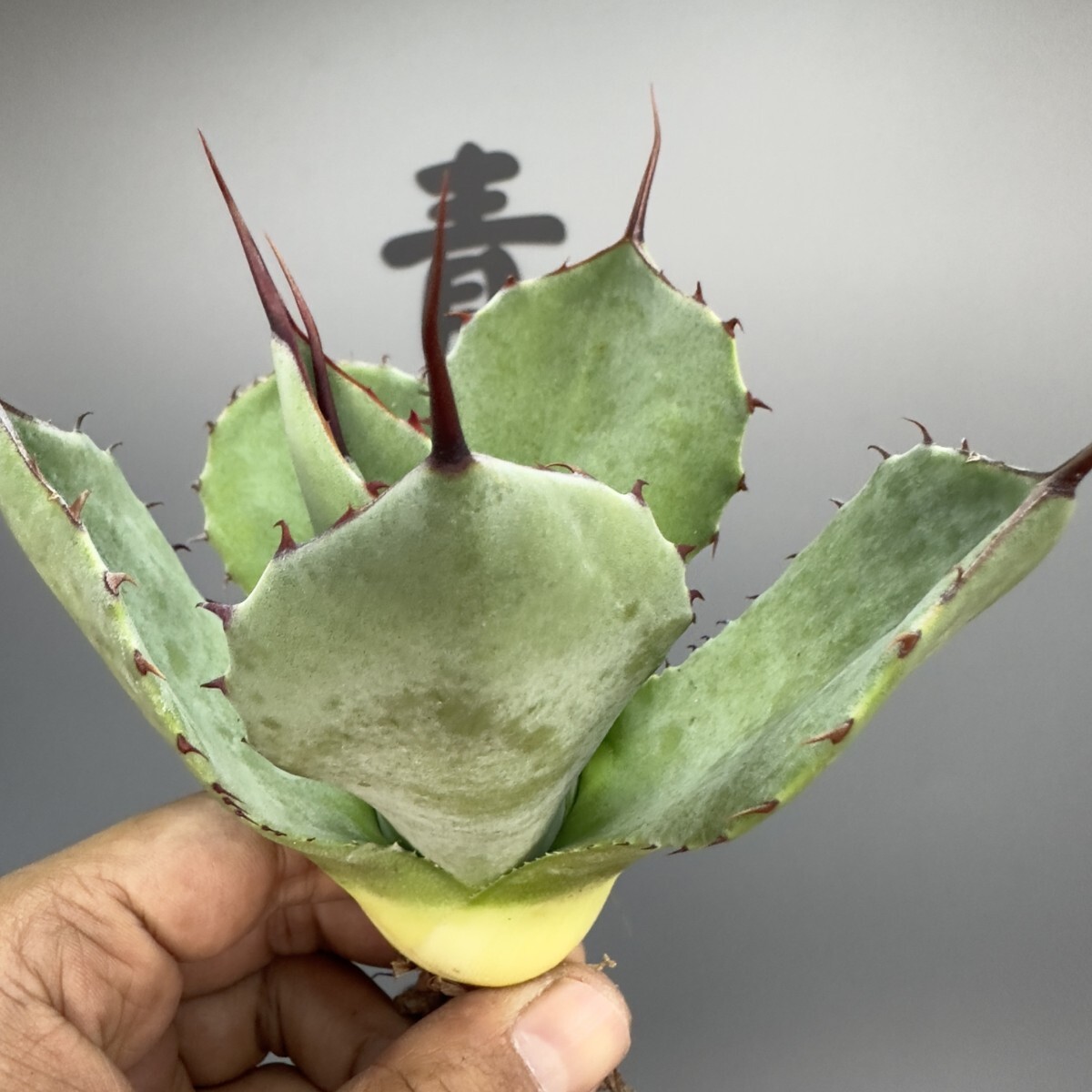 アガベ パリー トランカータ 多肉植物 Yahoo!オークション 特選 - 龍園 