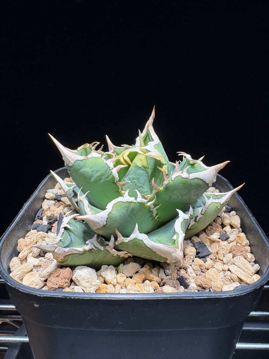観葉植物 アガベ チタノタ lize ホオジロザメ 大白鯊 子株 発根済