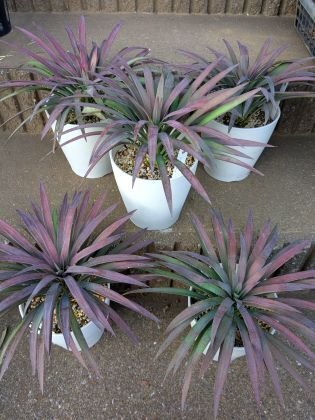 ユッカ デスメティアーナ 5号 植物 5号鉢(銀緑)／1個売り｜ 園芸ネット 