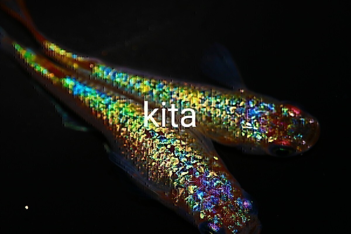 ★北ためだか★ おまけ付き！超極上スフィンクス！　稚魚10匹！死着保証あり オランジェ　　レックウザ_1