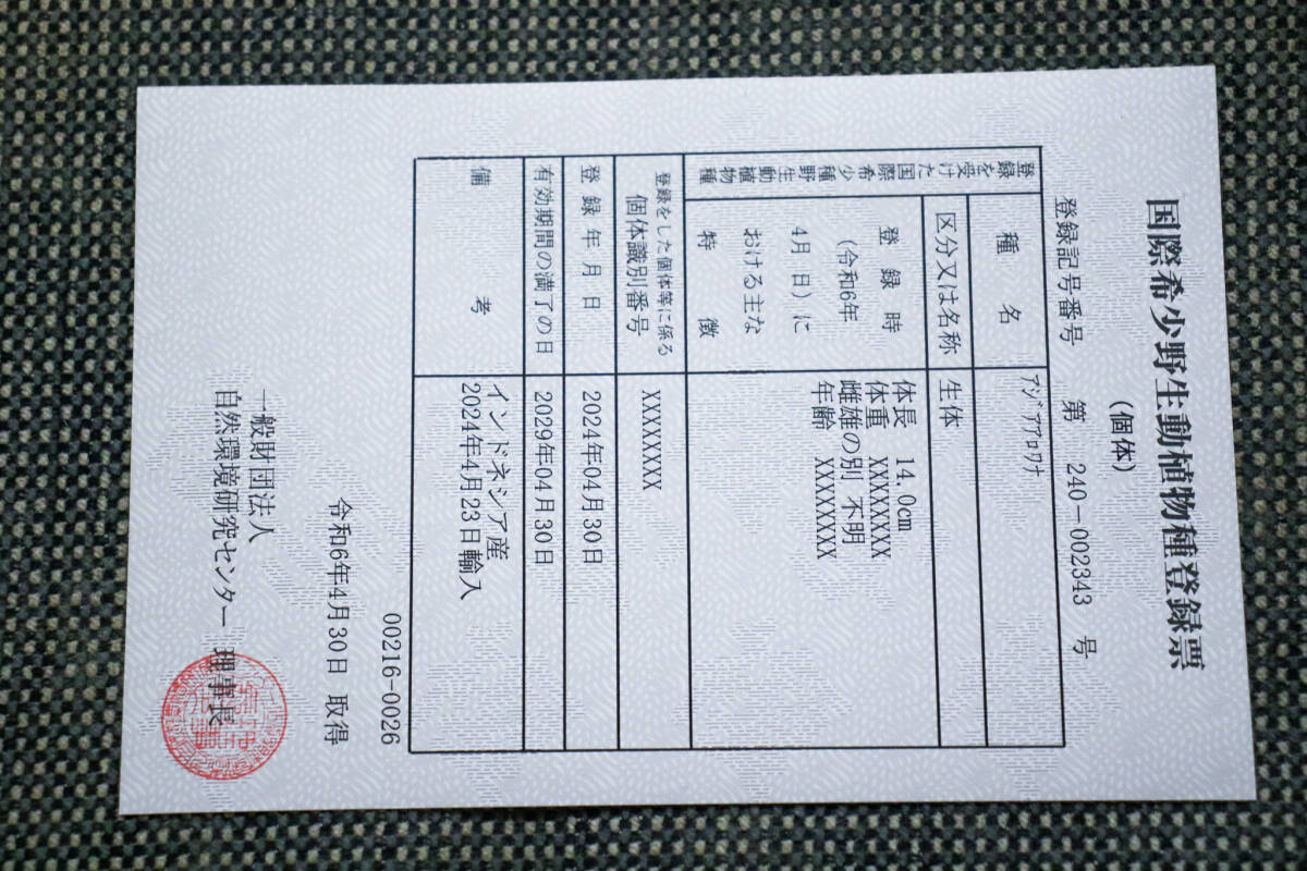 売切り、第441弾！　カプアスフルの辣椒紅龍の実力　『　DOS・RED・Ｆ５　ＮＥＷ　』　ベタ赤系２０ｃｍのベイビー　ＡＡＡ個体　ＮＯ.2915_10