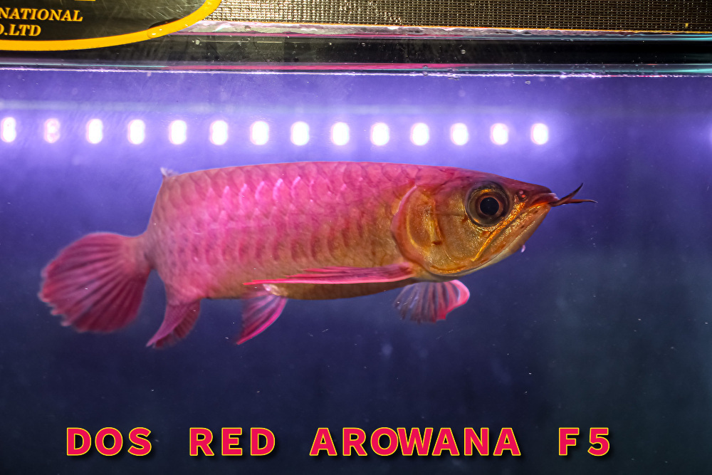 売切り、第441弾！　カプアスフルの辣椒紅龍の実力　『　DOS・RED・Ｆ５　ＮＥＷ　』　ベタ赤系２０ｃｍのベイビー　ＡＡＡ個体　ＮＯ.2915_2