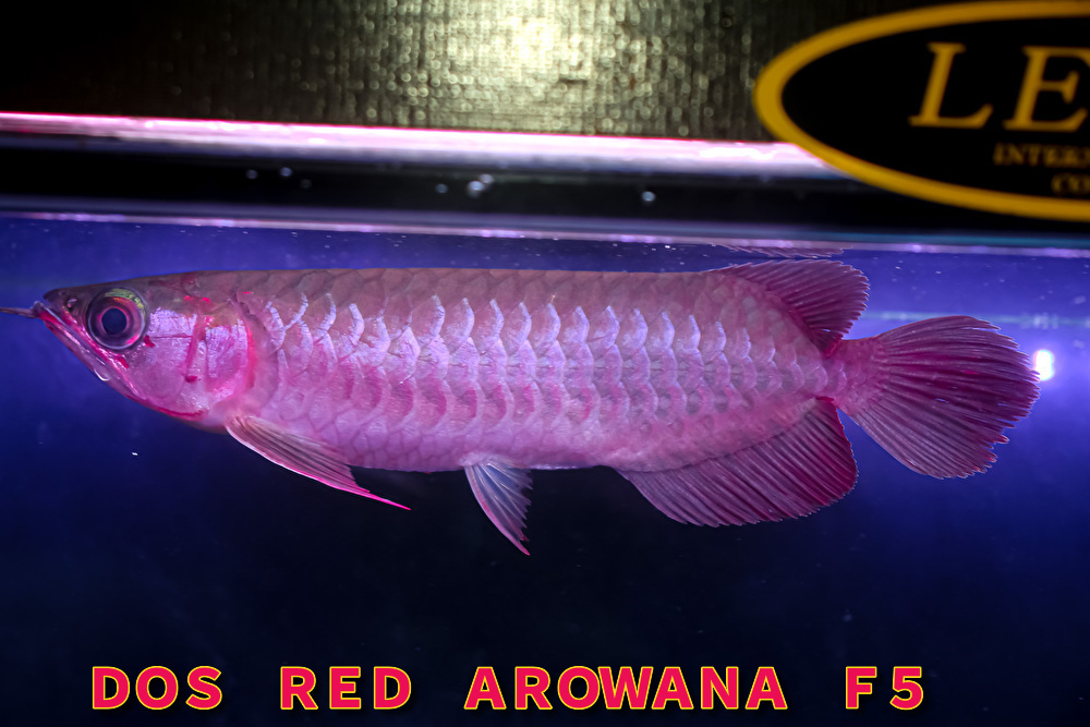 売切り、第441弾！　カプアスフルの辣椒紅龍の実力　『　DOS・RED・Ｆ５　ＮＥＷ　』　ベタ赤系２０ｃｍのベイビー　ＡＡＡ個体　ＮＯ.2915_3