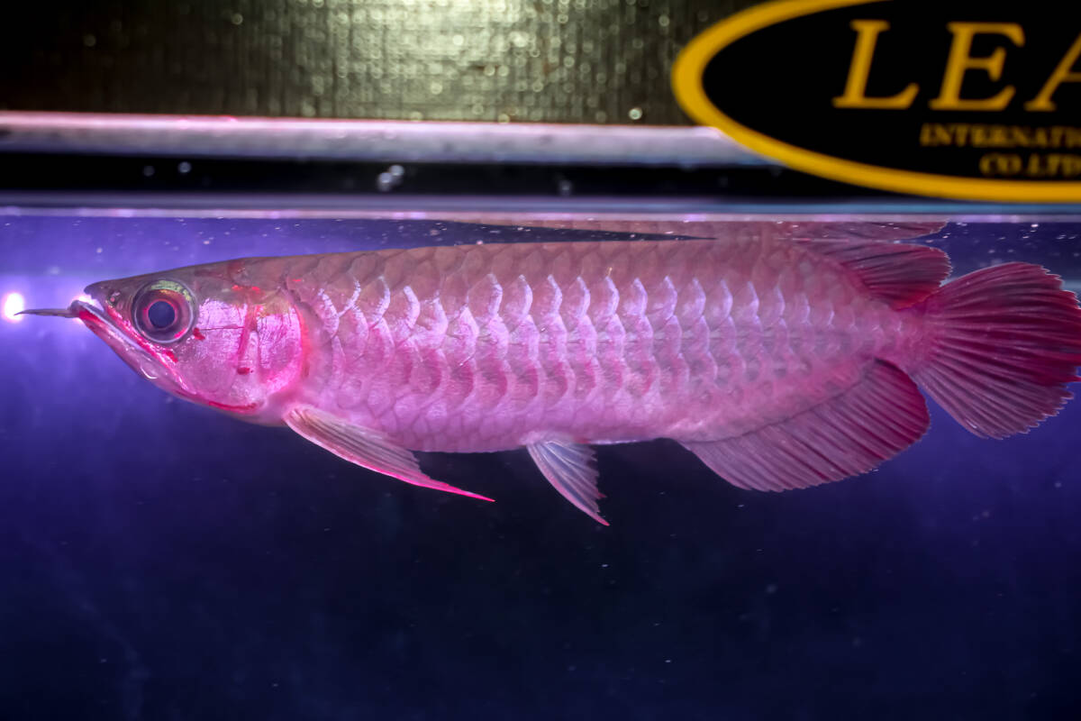 売切り、第441弾！　カプアスフルの辣椒紅龍の実力　『　DOS・RED・Ｆ５　ＮＥＷ　』　ベタ赤系２０ｃｍのベイビー　ＡＡＡ個体　ＮＯ.2915_5