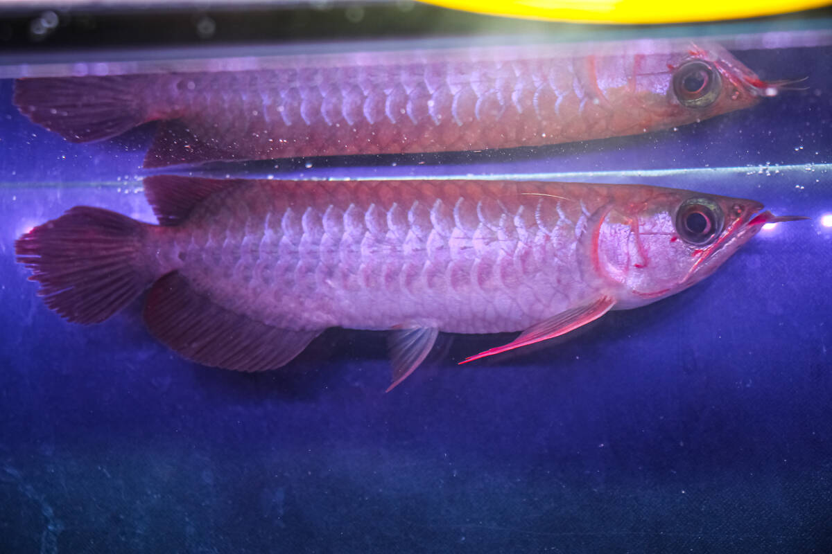 売切り、第441弾！　カプアスフルの辣椒紅龍の実力　『　DOS・RED・Ｆ５　ＮＥＷ　』　ベタ赤系２０ｃｍのベイビー　ＡＡＡ個体　ＮＯ.2915_6