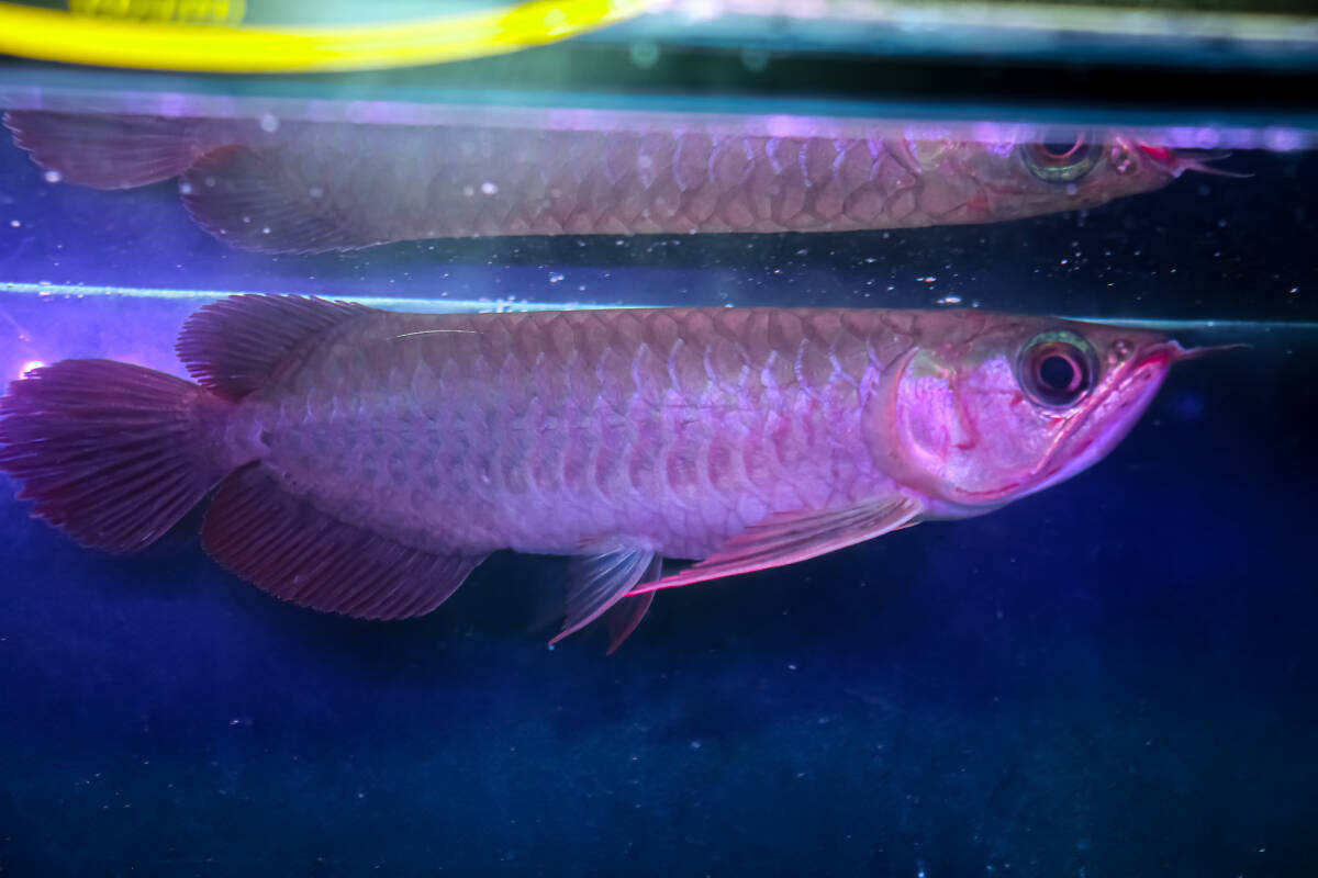 売切り、第441弾！　カプアスフルの辣椒紅龍の実力　『　DOS・RED・Ｆ５　ＮＥＷ　』　ベタ赤系２０ｃｍのベイビー　ＡＡＡ個体　ＮＯ.2915_8