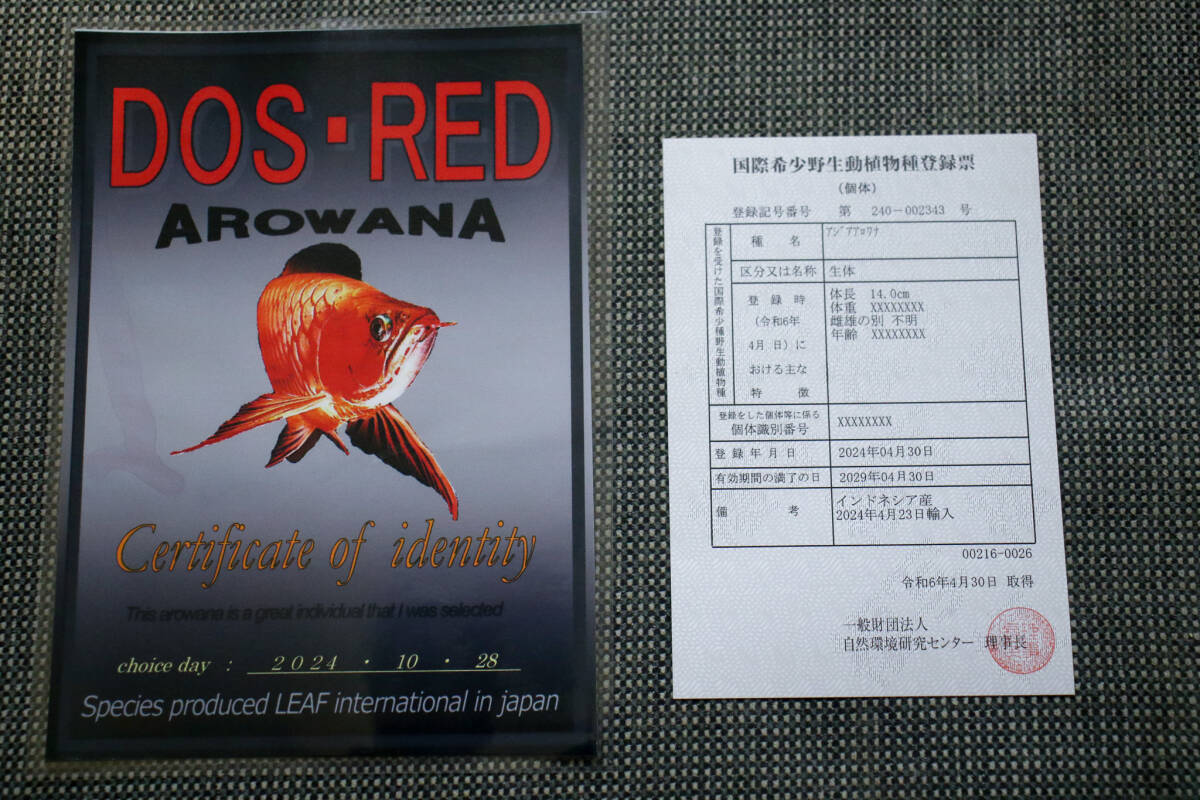 売切り、第441弾！　カプアスフルの辣椒紅龍の実力　『　DOS・RED・Ｆ５　ＮＥＷ　』　ベタ赤系２０ｃｍのベイビー　ＡＡＡ個体　ＮＯ.2915_9