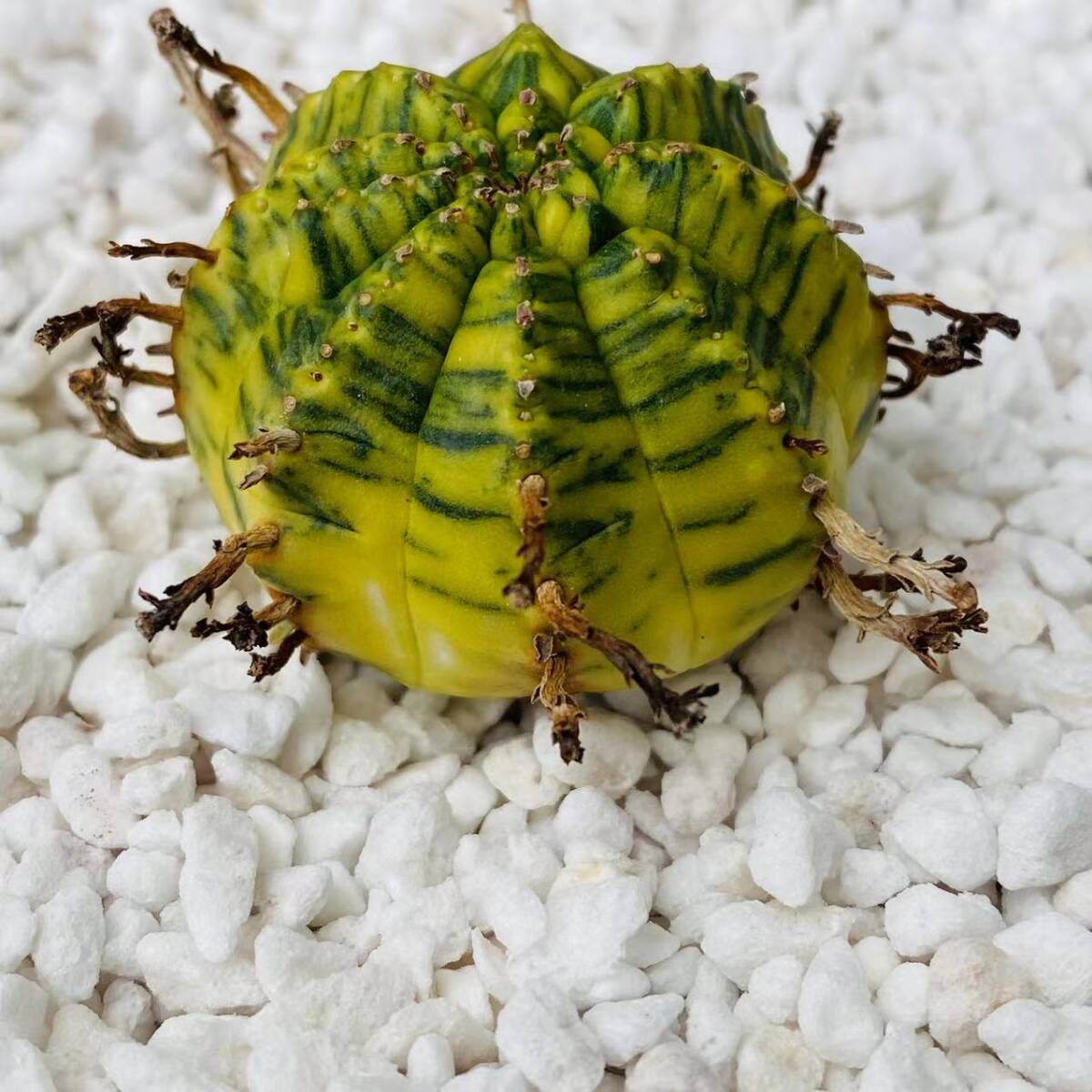 T4 ユーホルビア バリダ 錦 Euphorbia valida サボテン 多肉植物