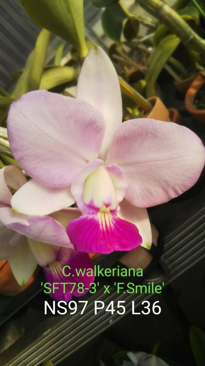 原種 カトレア walkeriana - 洋蘭 Yahoo!オークション C. x coerulea