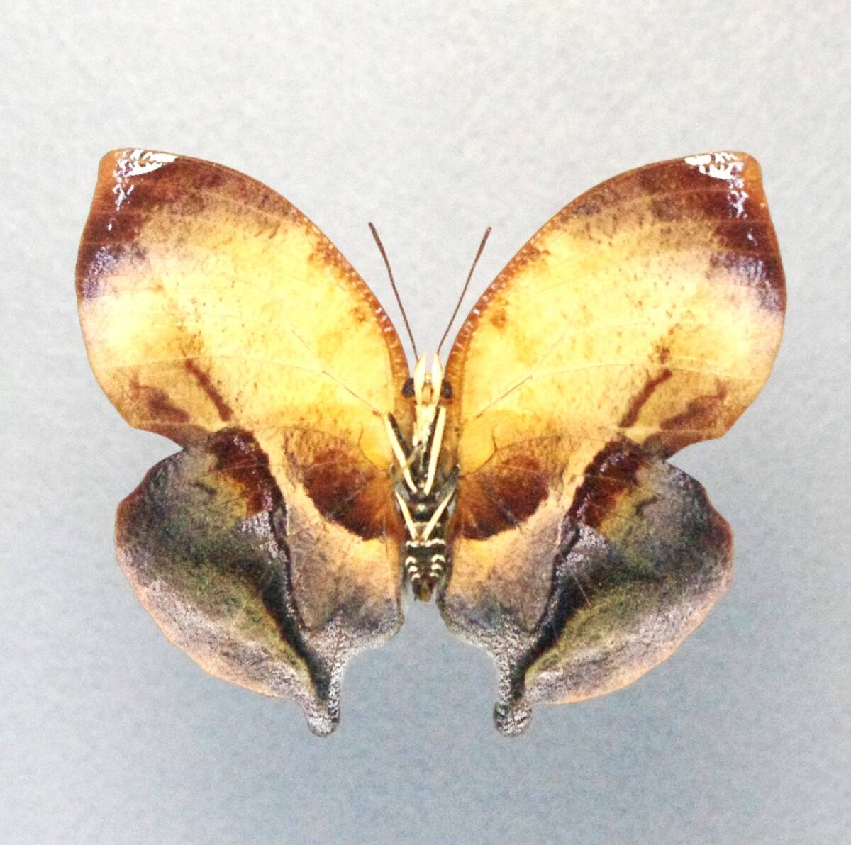 ベニオビコノハssp.galanthis ♀ Brazil蝶標本 【公式通販】