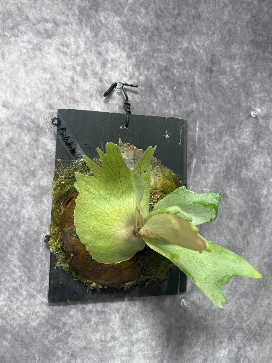 Platycerium Willinckii Roll Plant - Rare Etsy ビカクシダ Jungle