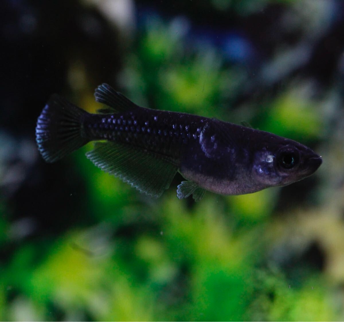 めだか助六】30 曜変天目 若魚2ペア メダカ もうすぐ産卵サイズ