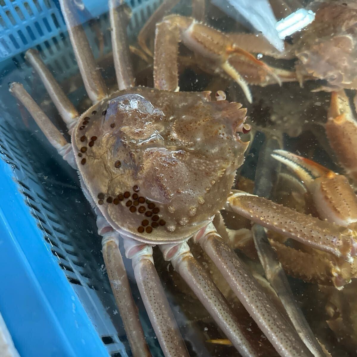 山陰境港産　特大サイズ若松葉ガニ　1尾800gup 2尾からのご購入お願いします。商品説明欄良くお読み下さい。_1