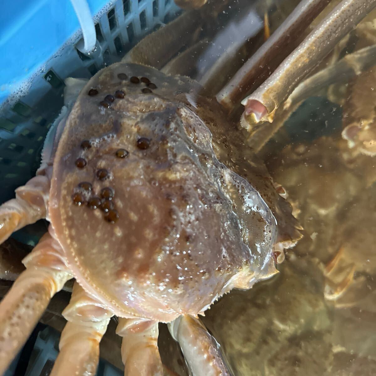 山陰境港産　特大サイズ若松葉ガニ　1尾800gup 2尾からのご購入お願いします。商品説明欄良くお読み下さい。_2